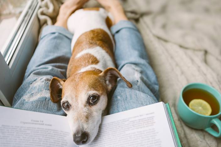 Brown and white dog leaning its nose against a book on the lap of a house sitter who is reading with a cup of tea and lemon next to them